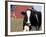Holstein Cow with Tongue in Nose-Lynn M^ Stone-Framed Photographic Print