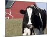 Holstein Cow with Tongue in Nose-Lynn M^ Stone-Mounted Photographic Print