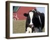 Holstein Cow with Tongue in Nose-Lynn M^ Stone-Framed Photographic Print