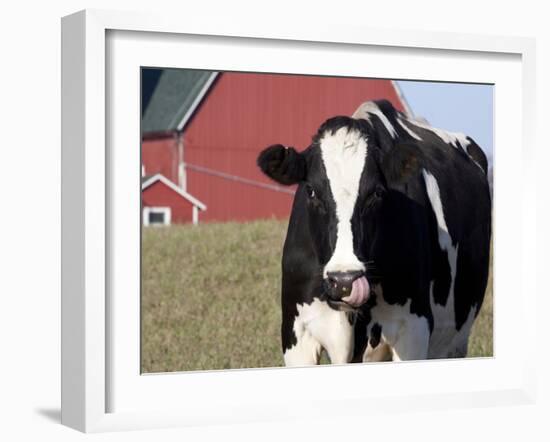 Holstein Cow with Tongue in Nose-Lynn M^ Stone-Framed Photographic Print