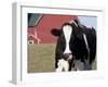 Holstein Cow with Tongue in Nose-Lynn M^ Stone-Framed Photographic Print