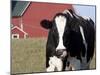 Holstein Cow with Tongue in Nose-Lynn M^ Stone-Mounted Photographic Print