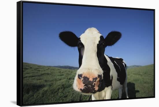 Holstein Cow-DLILLC-Framed Stretched Canvas