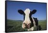 Holstein Cow-DLILLC-Framed Stretched Canvas