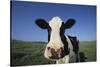 Holstein Cow-DLILLC-Stretched Canvas