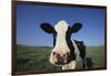 Holstein Cow-DLILLC-Framed Photographic Print