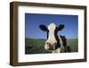 Holstein Cow-DLILLC-Framed Photographic Print