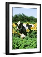 Holstein Cow-null-Framed Photographic Print