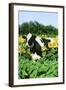 Holstein Cow-null-Framed Photographic Print