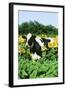 Holstein Cow-null-Framed Photographic Print