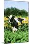 Holstein Cow-null-Mounted Photographic Print