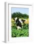 Holstein Cow-null-Framed Photographic Print