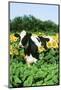 Holstein Cow-null-Mounted Photographic Print