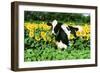 Holstein Cow-null-Framed Photographic Print