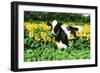 Holstein Cow-null-Framed Photographic Print