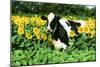 Holstein Cow-null-Mounted Photographic Print