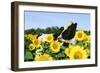 Holstein Cow-null-Framed Photographic Print