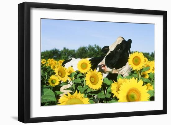 Holstein Cow-null-Framed Photographic Print