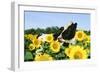 Holstein Cow-null-Framed Photographic Print