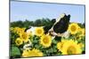 Holstein Cow-null-Mounted Photographic Print