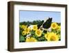 Holstein Cow-null-Framed Photographic Print