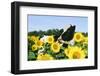 Holstein Cow-null-Framed Photographic Print