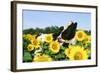 Holstein Cow-null-Framed Photographic Print