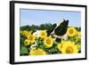 Holstein Cow-null-Framed Photographic Print