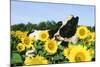 Holstein Cow-null-Mounted Photographic Print