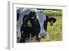 Holstein Cow-Brenda Petrella Photography LLC-Framed Giclee Print