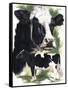 Holstein Cow-Barbara Keith-Framed Stretched Canvas
