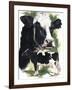 Holstein Cow-Barbara Keith-Framed Giclee Print