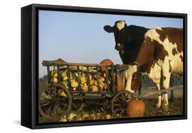 Holstein Cows Being Curious around Wooden Wagon and its Load of Gourds, Starks, Illinois, USA-Lynn M^ Stone-Framed Stretched Canvas