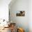 Holstein Cows Being Curious around Wooden Wagon and its Load of Gourds, Starks, Illinois, USA-Lynn M^ Stone-Stretched Canvas displayed on a wall