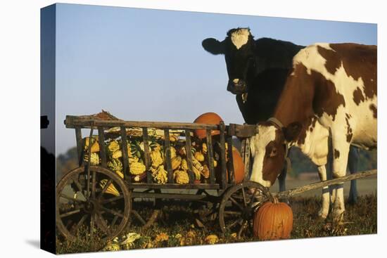 Holstein Cows Being Curious around Wooden Wagon and its Load of Gourds, Starks, Illinois, USA-Lynn M^ Stone-Stretched Canvas