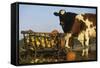 Holstein Cows Being Curious around Wooden Wagon and its Load of Gourds, Starks, Illinois, USA-Lynn M^ Stone-Framed Stretched Canvas