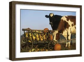 Holstein Cows Being Curious around Wooden Wagon and its Load of Gourds, Starks, Illinois, USA-Lynn M^ Stone-Framed Photographic Print