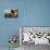 Holstein Cows Being Curious around Wooden Wagon and its Load of Gourds, Starks, Illinois, USA-Lynn M^ Stone-Mounted Photographic Print displayed on a wall