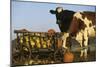 Holstein Cows Being Curious around Wooden Wagon and its Load of Gourds, Starks, Illinois, USA-Lynn M^ Stone-Mounted Photographic Print