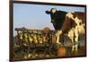 Holstein Cows Being Curious around Wooden Wagon and its Load of Gourds, Starks, Illinois, USA-Lynn M^ Stone-Framed Photographic Print