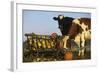 Holstein Cows Being Curious around Wooden Wagon and its Load of Gourds, Starks, Illinois, USA-Lynn M^ Stone-Framed Photographic Print