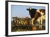 Holstein Cows Being Curious around Wooden Wagon and its Load of Gourds, Starks, Illinois, USA-Lynn M^ Stone-Framed Photographic Print