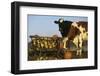 Holstein Cows Being Curious around Wooden Wagon and its Load of Gourds, Starks, Illinois, USA-Lynn M^ Stone-Framed Photographic Print