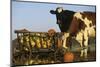 Holstein Cows Being Curious around Wooden Wagon and its Load of Gourds, Starks, Illinois, USA-Lynn M^ Stone-Mounted Photographic Print