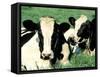 Holstein Cows in Field, VT-Lynn M^ Stone-Framed Stretched Canvas