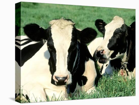 Holstein Cows in Field, VT-Lynn M^ Stone-Stretched Canvas