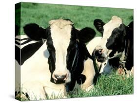 Holstein Cows in Field, VT-Lynn M^ Stone-Stretched Canvas
