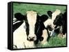 Holstein Cows in Field, VT-Lynn M^ Stone-Framed Stretched Canvas