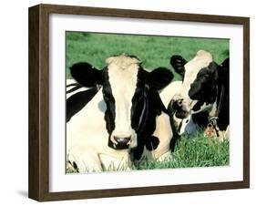 Holstein Cows in Field, VT-Lynn M^ Stone-Framed Premium Photographic Print