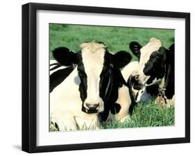 Holstein Cows in Field, VT-Lynn M^ Stone-Framed Premium Photographic Print